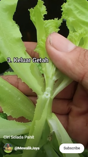 Penggemar sayuran jangan salah pilih, ini beda selada yang rasanya pahit dan tidak