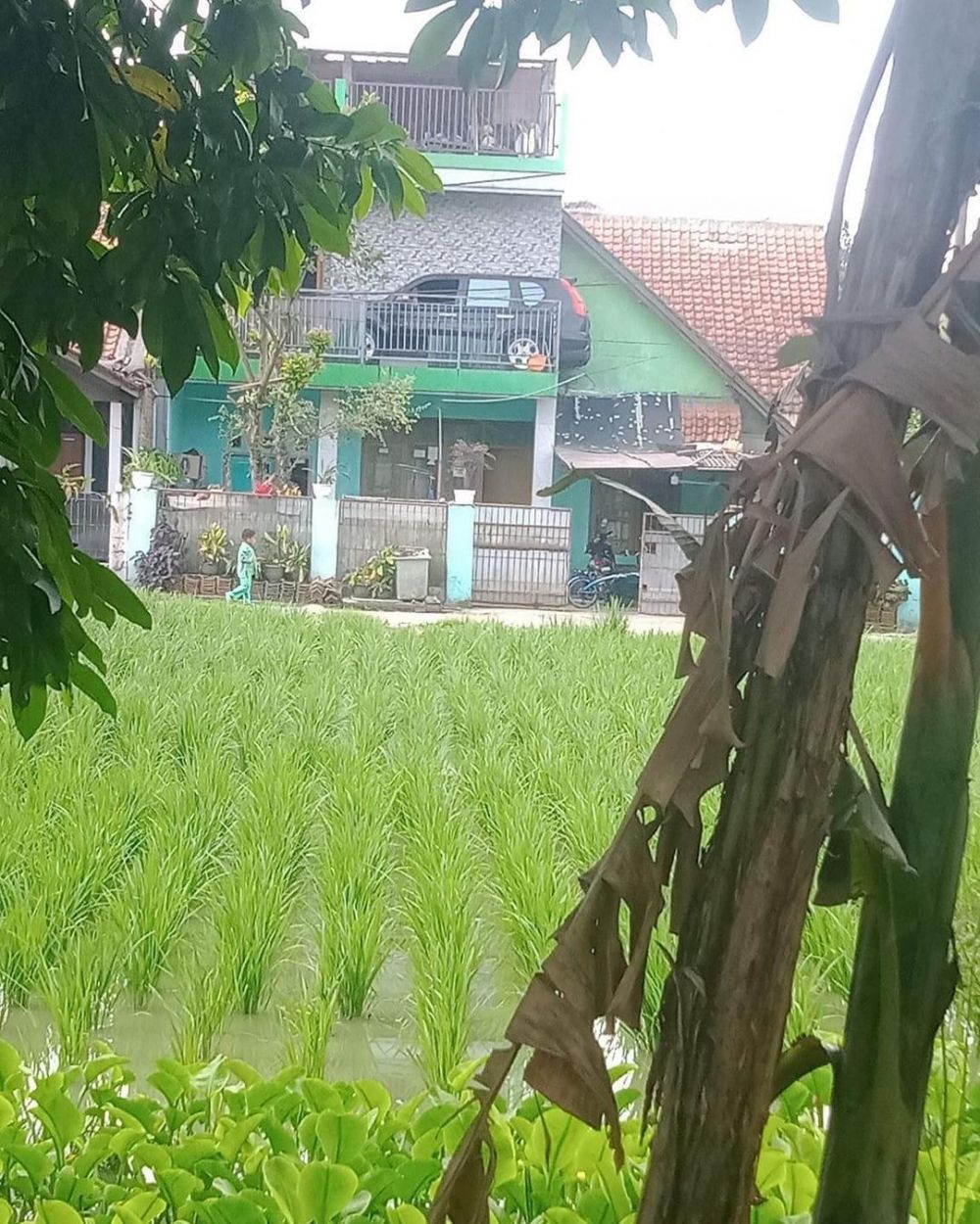 tes kejelian mata © berbagai sumber