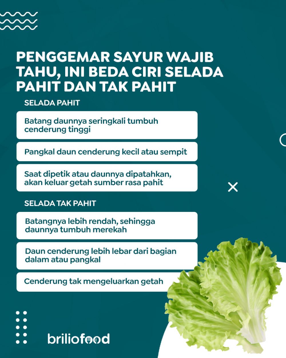 Penggemar sayuran jangan salah pilih, ini beda selada yang rasanya pahit dan tidak