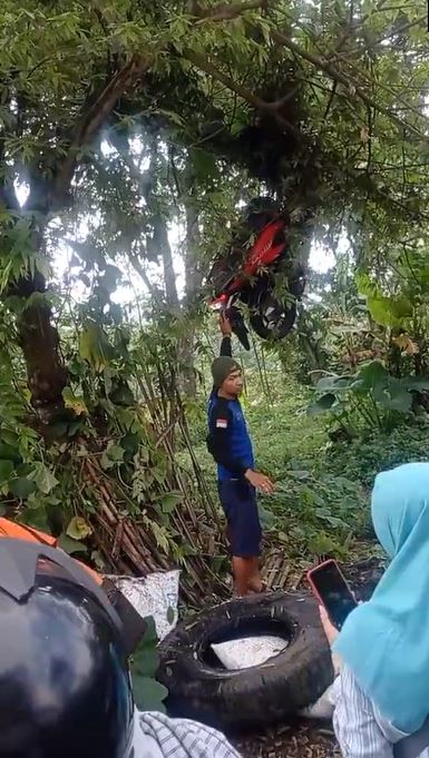 Viral momen pengendara motor nyangkut di pohon setinggi 3 meter, penyebabnya diduga karena rem blong