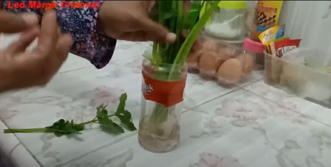 Tanpa dimasukkan kulkas, ini cara simpel menyimpan seledri agar tetap segar hingga 1 minggu