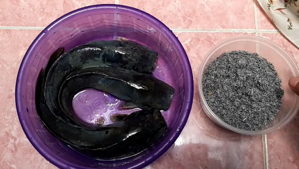 Tanpa garam, begini trik menghilangkan lendir ikan lele pakai satu bahan