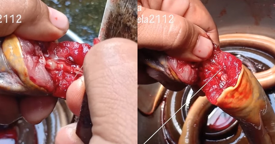 Jangan hanya dicuci dan dimarinasi, begini cara hilangkan amis dari ikan belut