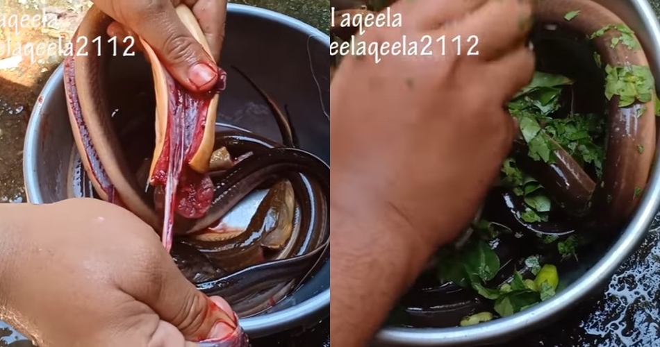 Jangan hanya dicuci dan dimarinasi, begini cara hilangkan amis dari ikan belut