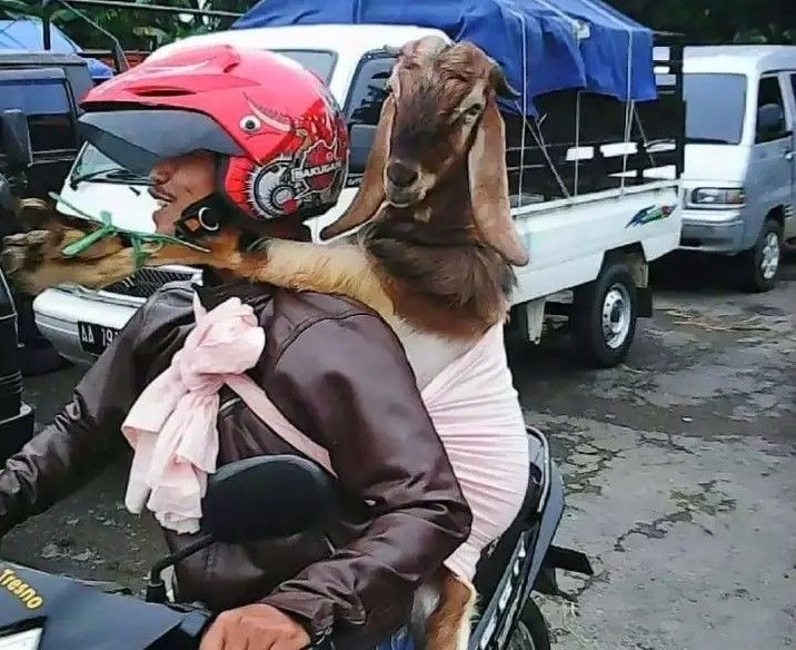 11 Potret kocak orang jalan-jalan sama hewan © berbagai sumber 11 Potret kocak orang jalan-jalan sama hewan © berbagai sumber