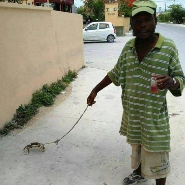 11 Potret kocak orang jalan-jalan sama hewan © berbagai sumber 11 Potret kocak orang jalan-jalan sama hewan © berbagai sumber