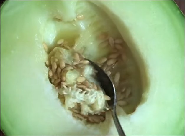 Cara menyimpan melon yang sudah dibelah agar tak mengerut dan lembek hingga 10 hari