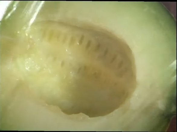 Cara menyimpan melon yang sudah dibelah agar tak mengerut dan lembek hingga 10 hari