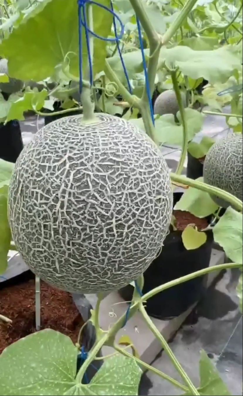 potret kebun mayangsari © instagram