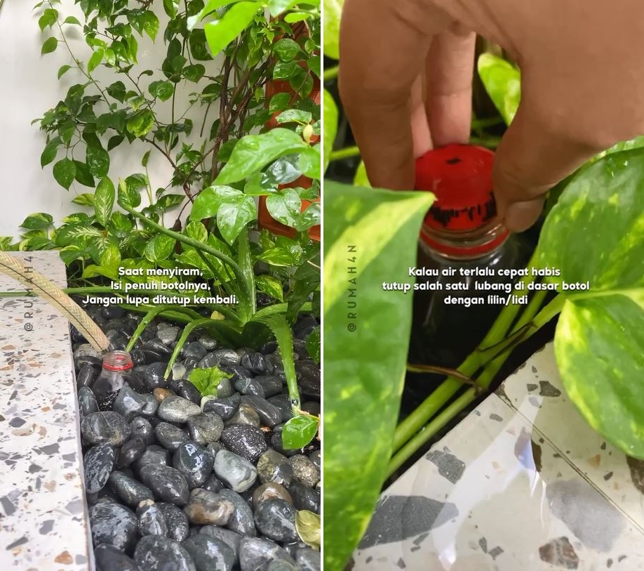 tips siram tanaman pakai infus © Instagram