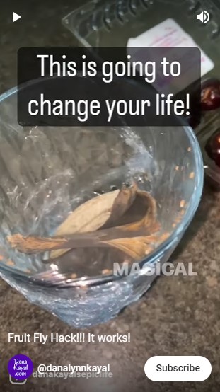 Cuma pakai 1 ampas dapur, ini cara bikin perangkap lalat buah tanpa cuka atau cairan khusus