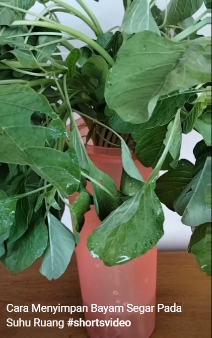 Cara menyimpan bayam tanpa kulkas ini bikin daunnya tak layu dan tetap hijau hingga 4 hari