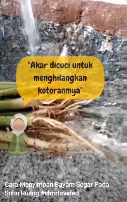 Cara menyimpan bayam tanpa kulkas ini bikin daunnya tak layu dan tetap hijau hingga 4 hari