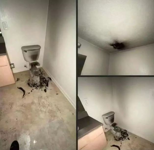 Potret kocak di dalam toilet Berbagai sumber Potret kocak di dalam toilet Berbagai sumber