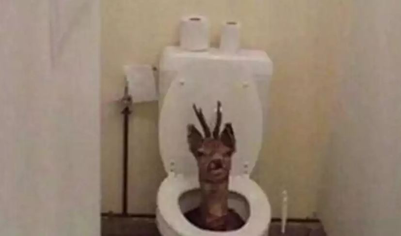 Potret kocak di dalam toilet Berbagai sumber Potret kocak di dalam toilet Berbagai sumber