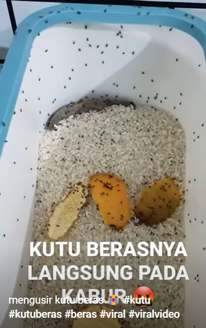 Cara ampuh mengusir kutu beras dalam box, cukup pakai satu sampah dapur