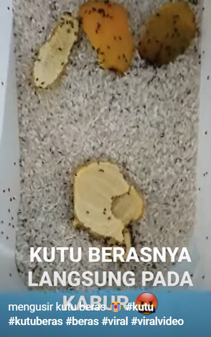 Cara ampuh mengusir kutu beras dalam box, cukup pakai satu sampah dapur