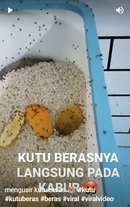 Cara ampuh mengusir kutu beras dalam box, cukup pakai satu sampah dapur
