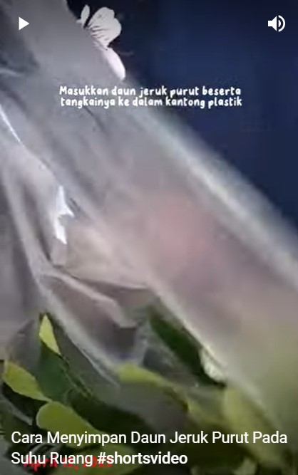 Tanpa kulkas, begini trik menyimpan daun jeruk agar tetap segar dan hijau sampai 17 hari