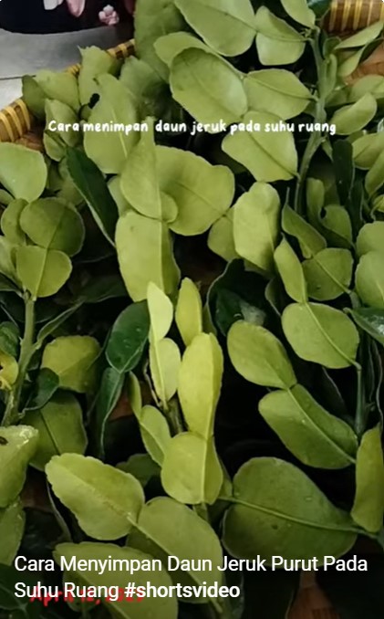 Tanpa kulkas, begini trik menyimpan daun jeruk agar tetap segar dan hijau sampai 17 hari