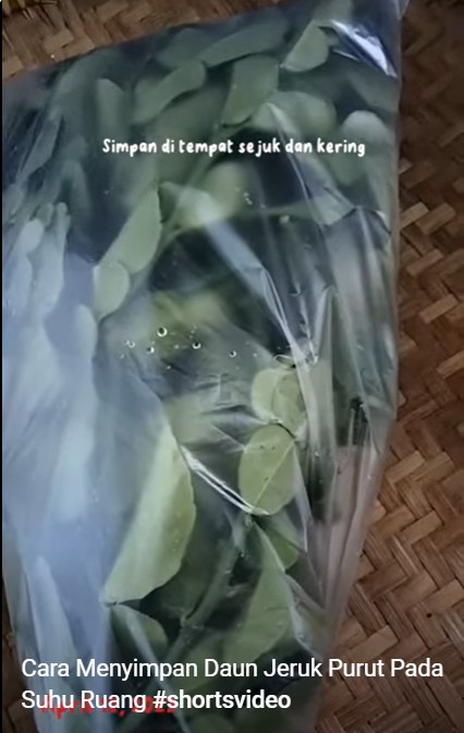 Tanpa kulkas, begini trik menyimpan daun jeruk agar tetap segar dan hijau sampai 17 hari