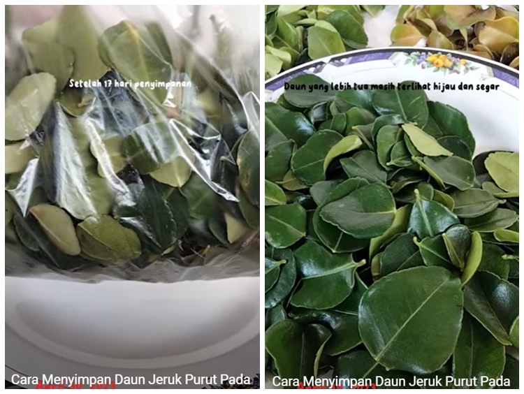 Tanpa kulkas, begini trik menyimpan daun jeruk agar tetap segar dan hijau sampai 17 hari