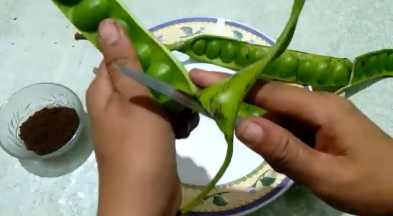 Cara jitu menyimpan petai supaya nggak bikin kulkas bau cuma pakai 2 bahan