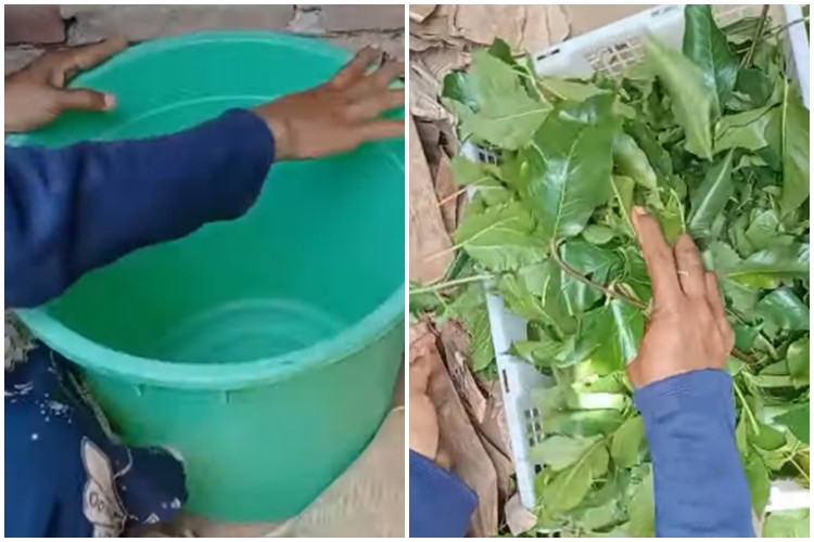 Bukan pakai obat, ini cara cepat mematangkan mangga secara alami