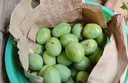 Bukan pakai obat, ini cara cepat mematangkan mangga secara alami