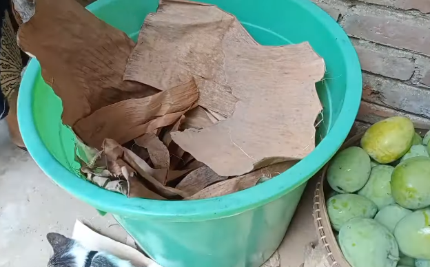 Bukan pakai obat, ini cara cepat mematangkan mangga secara alami