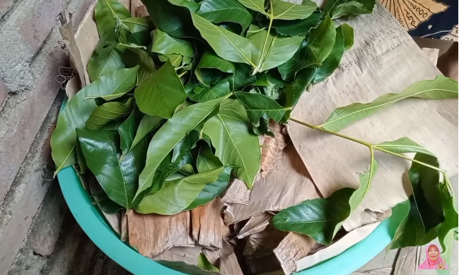 Bukan pakai obat, ini cara cepat mematangkan mangga secara alami