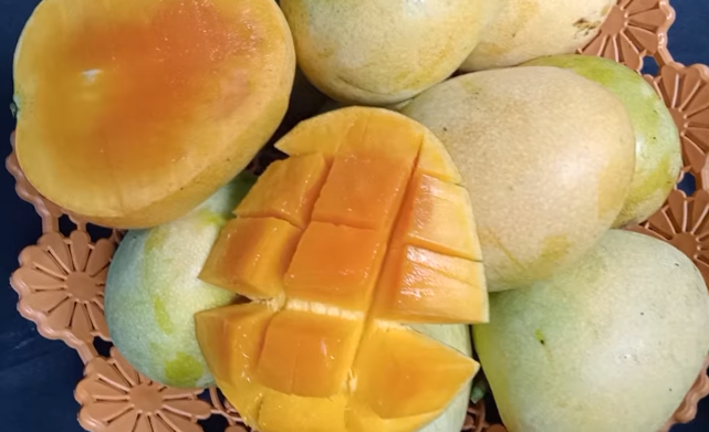 Bukan pakai obat, ini cara cepat mematangkan mangga secara alami