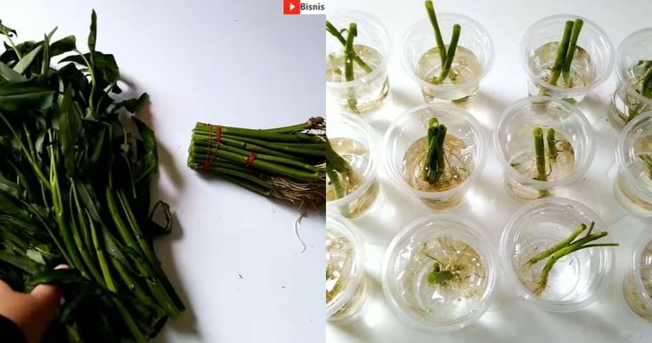 Cara menyimpan sayur kangkung supaya tak layu dan menguning hingga 1 minggu