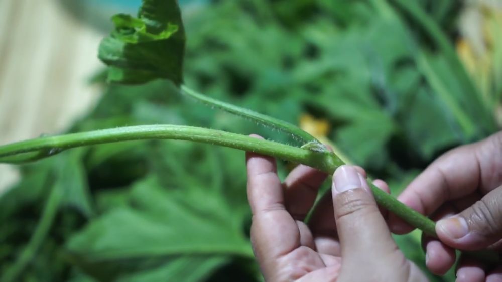 Trik membersihkan daun pucuk labu kuning agar empuk, tidak bikin gatal, dan warnanya tetap hijau