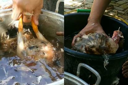 Tanpa mesin dan lilin, begini cara cepat mencabut dan membersihkan bulu bebek