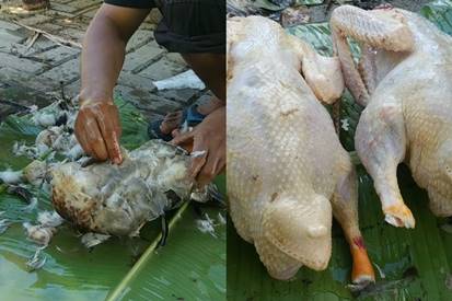 Tanpa mesin dan lilin, begini cara cepat mencabut dan membersihkan bulu bebek