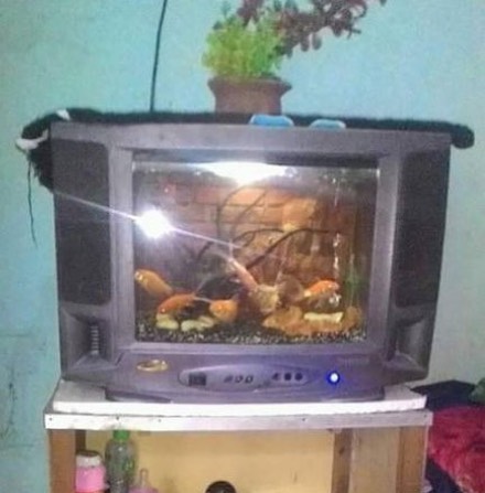 potret kocak perabotan rumah tangga © berbagai sumber