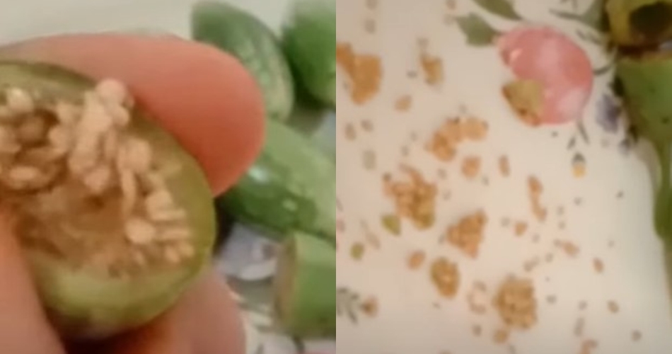 Tak perlu bahan tambahan, begini cara menghilangkan rasa pahit pada terong hijau