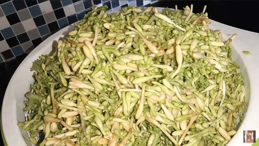 Cara menyimpan bunga pepaya supaya tidak menguning dan tetap segar, awet berminggu-minggu