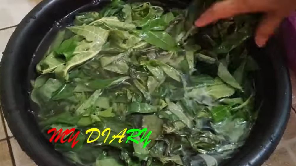 Tak perlu tanah liat, ini trik merebus daun pepaya agar tidak pahit dan warnanya tetap hijau