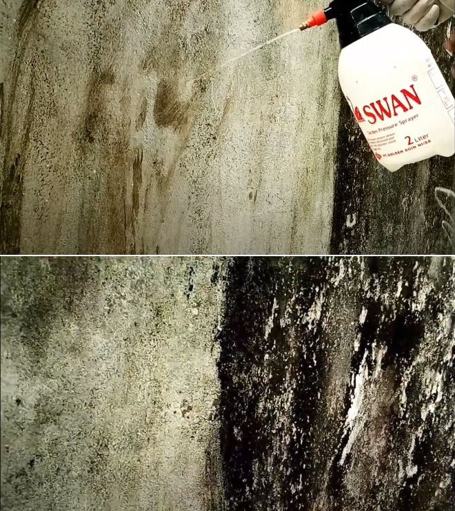 bersihkan dinding berlumut © YouTube