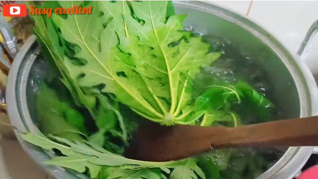 Tanpa garam dan tanah liat, ini trik ampuh menghilangkan rasa pahit di daun pepaya
