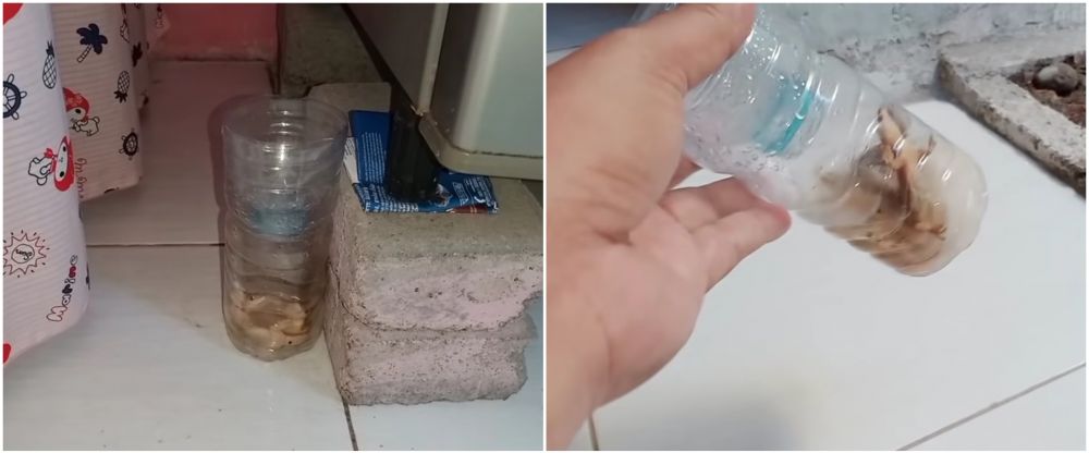 Cara mudah membuat perangkap cicak pakai 2 bahan dapur