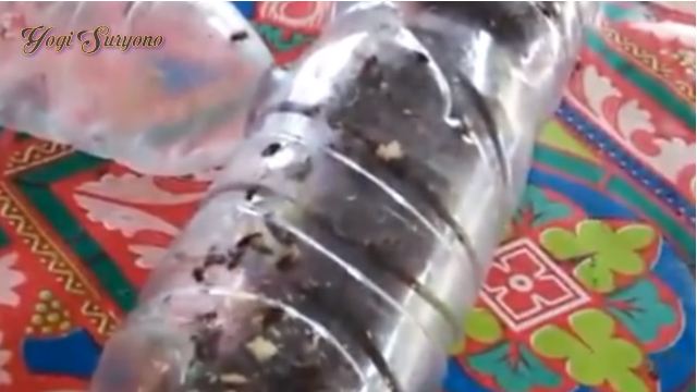 Cara mudah membuat perangkap lalat di meja makan cuma pakai 1 sampah dapur
