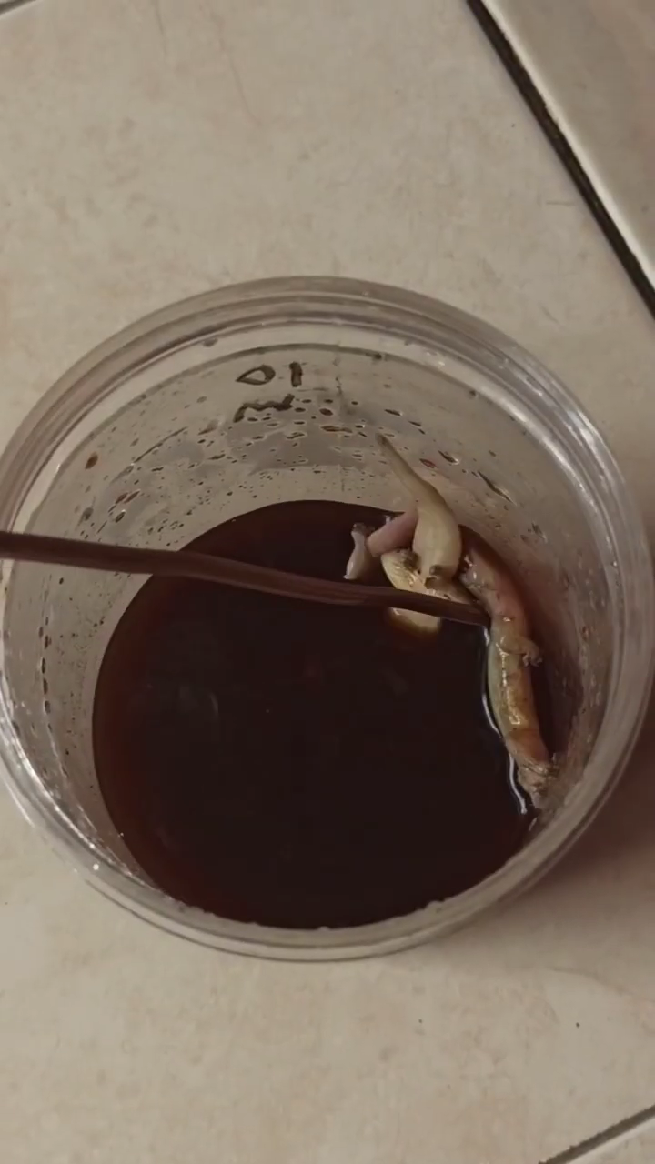 Cara sederhana bikin perangkap cicak cuma pakai 2 bahan dapur, mudah ditiru