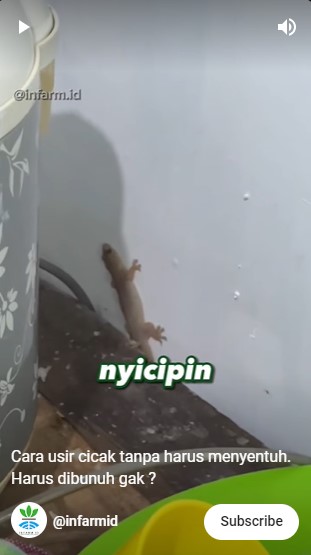 Tak perlu bikin perangkap, ini cara sederhana cegah cicak datang cuma pakai 1 bahan dapur