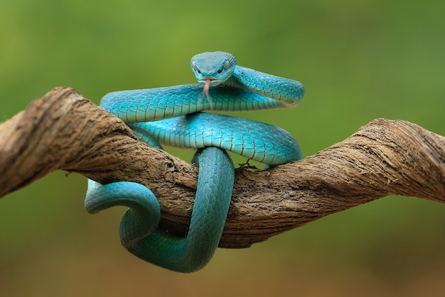11 Arti mimpi digigit ular menurut Islam, bisa jadi didekatkan dengan jodoh