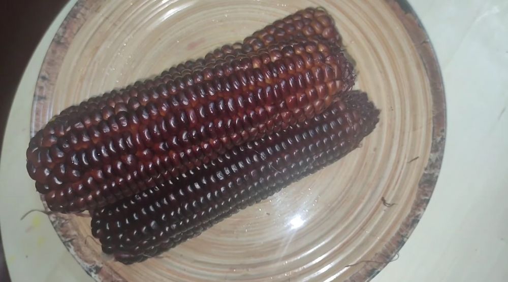 Bukan direbus, begini cara mengolah jagung agar rasanya tetap manis dan cepat empuk dalam 5 menit