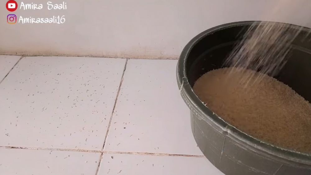Tak perlu bahan atau alat khusus, ini trik basmi semut dan kutu pada beras