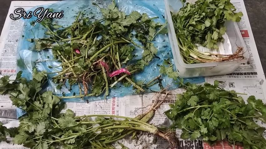 Tanpa direndam air, ini cara simpan daun ketumbar agar tetap segar dan tahan hingga 1 bulan